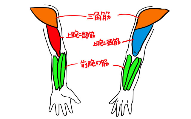 イラストの解剖学 腕の描き方 トラバブログ