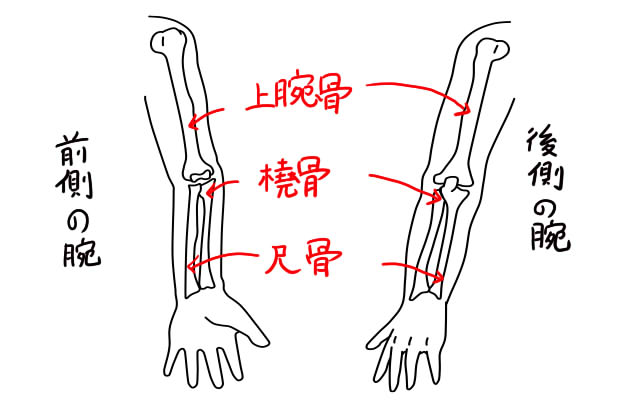 イラストの解剖学 腕の描き方 トラバブログ